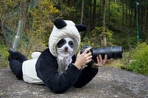 panda
